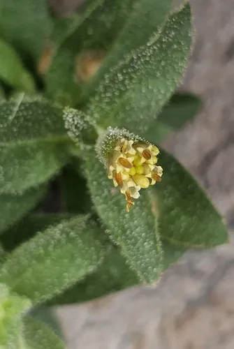 Mt. Shasta Arnica — photo by Stormy