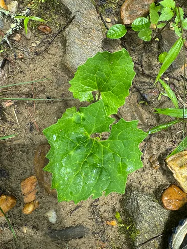 Pale Indian Plantain