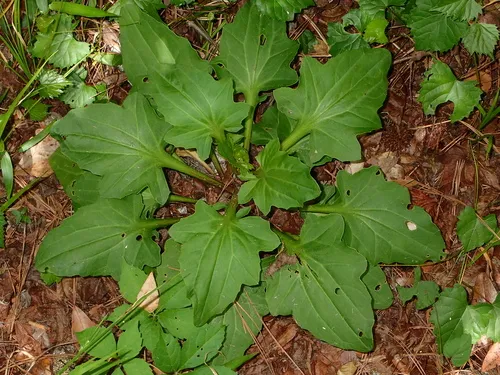 Variableleaf Indian Plantain — photo by zm77