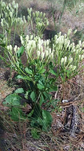 Florida Cacalia
