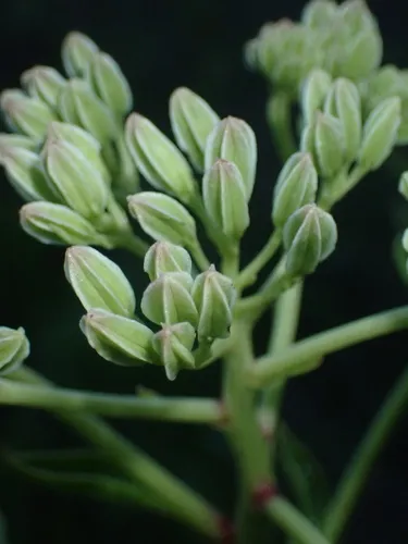 Groovestem Indian Plantain