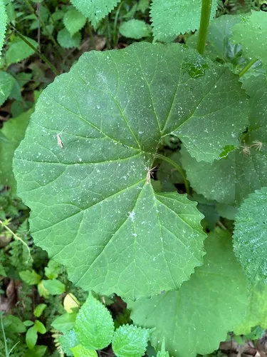 Great Indian Plantain