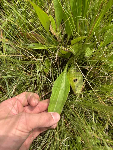 Georgia Indian Plantain