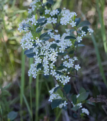 Black Chokeberry