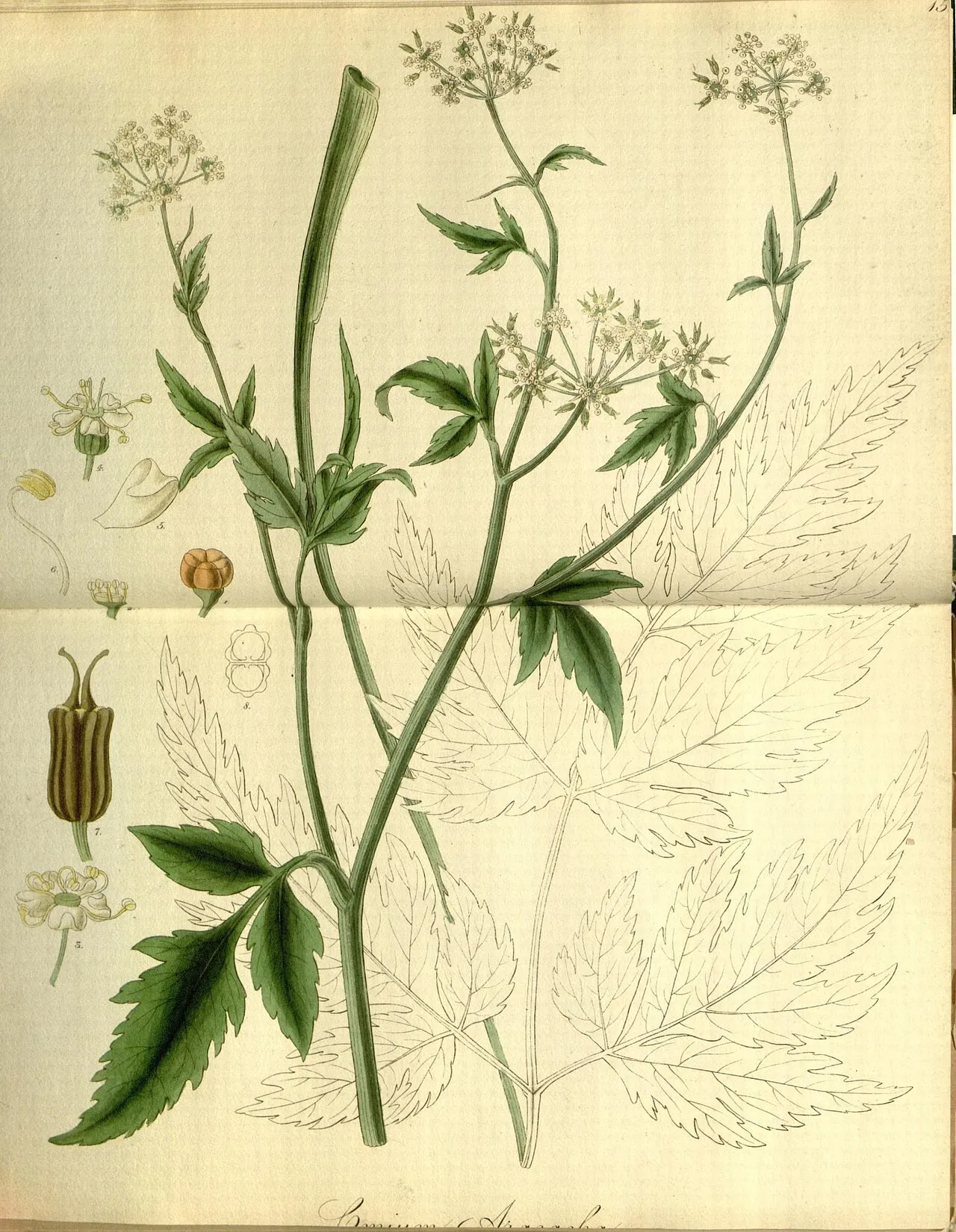 Arracacha — photo by Blackwood, William; Cadell, Thomas; Hooker, William Jackson; Swan, Joseph; Sw…