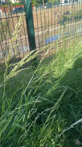 Tall Oatgrass — photo by lolocestbien