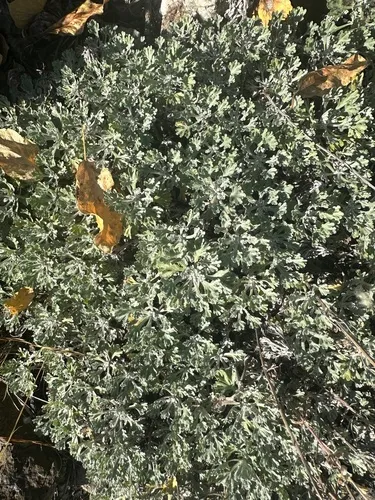Alaska Wormwood
