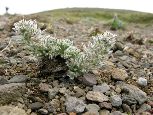Aleutian Wormwood