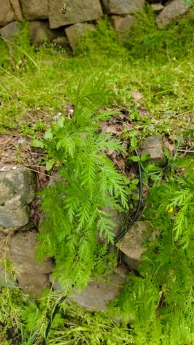 Sweet Sagewort — photo by orcinusss