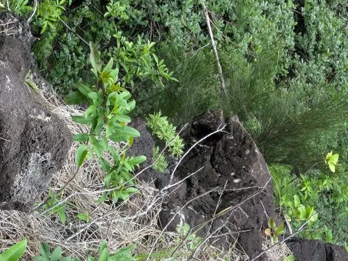 Oahu Wormwood — photo by Kevin Faccenda