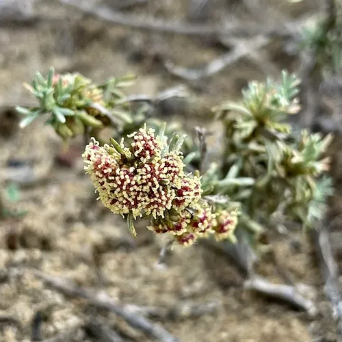 Coastal Sagebrush — photo by Bonnie Nickel
