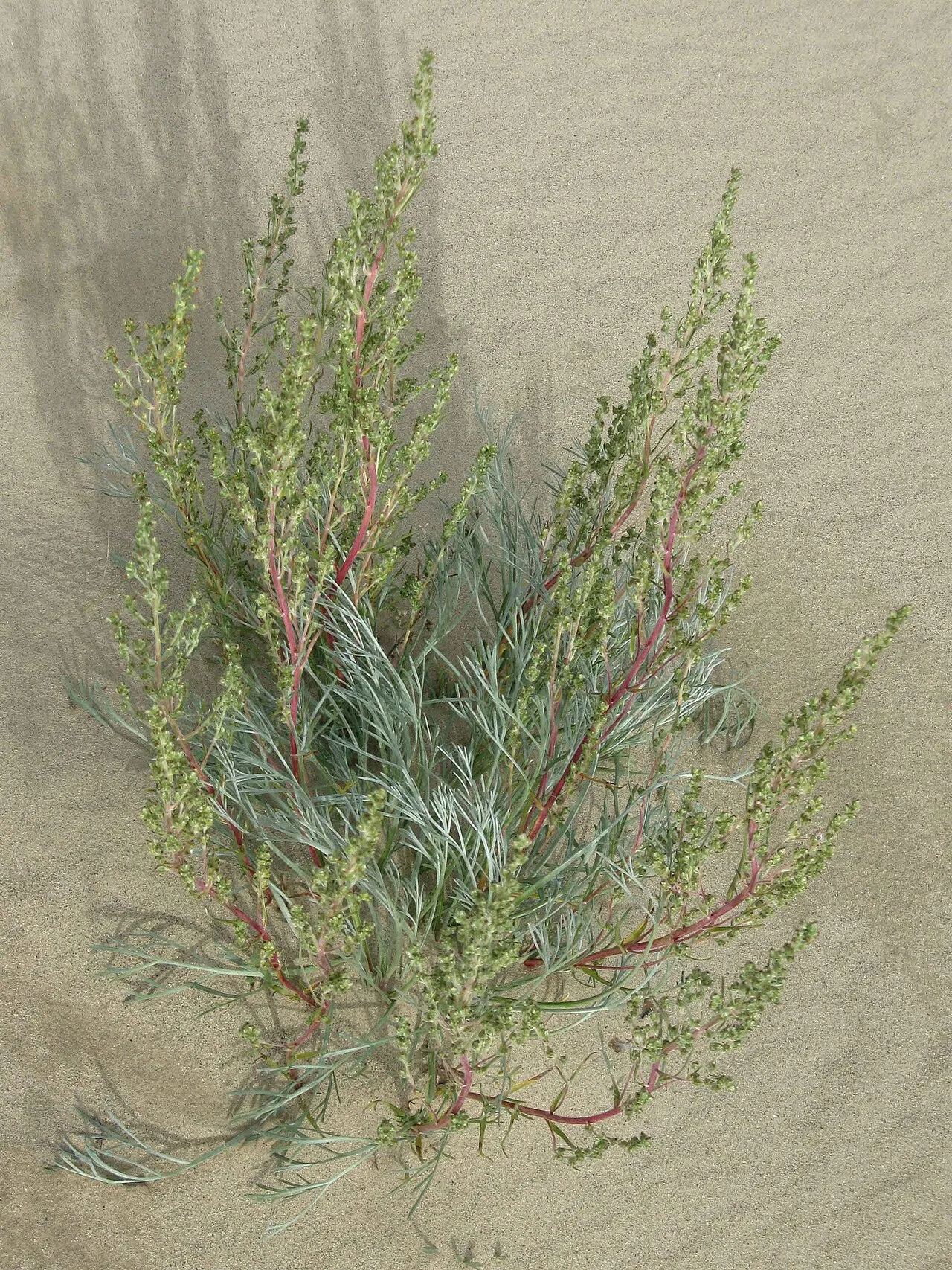 Field Sagewort (subsp. borealis) — photo by Western Arctic National Parklands