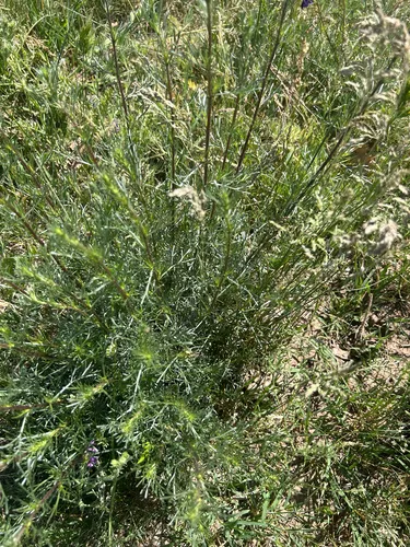 Field Sagewort — photo by Anton Dangl