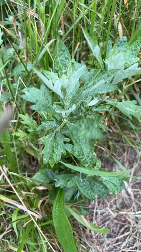 Douglas' Sagewort — photo by kdcs