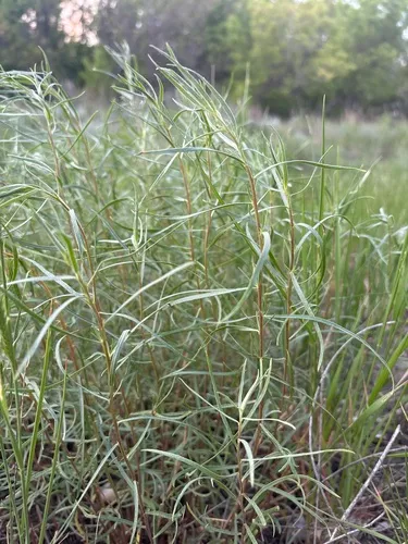Tarragon