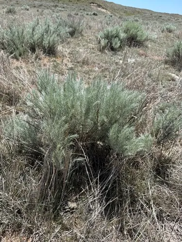 Sand Sagebrush — photo by leboski326