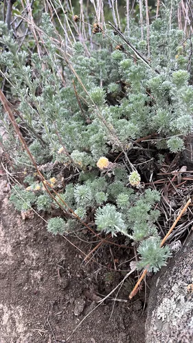 Prairie Sagewort — photo by nickbbeck
