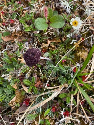 Purple Wormwood — photo by Blaine T. Spellman