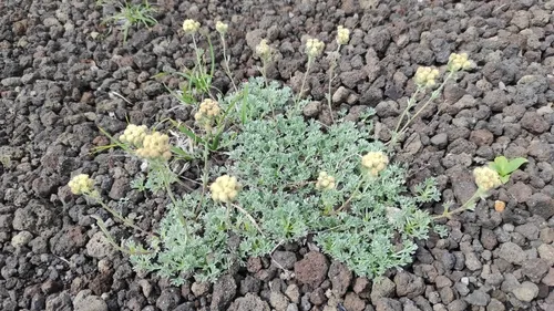 Pacific Alpine Wormwood (var. glomerata) — photo by Вадим Синюхин
