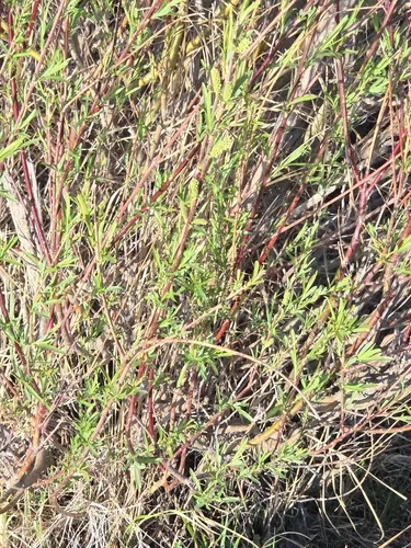 Gmelin's Wormwood — photo by Mackenzie Goldthwait