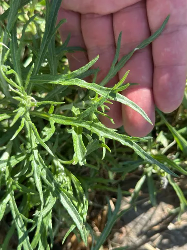 Longleaf Wormwood — photo by Kallum McDonald
