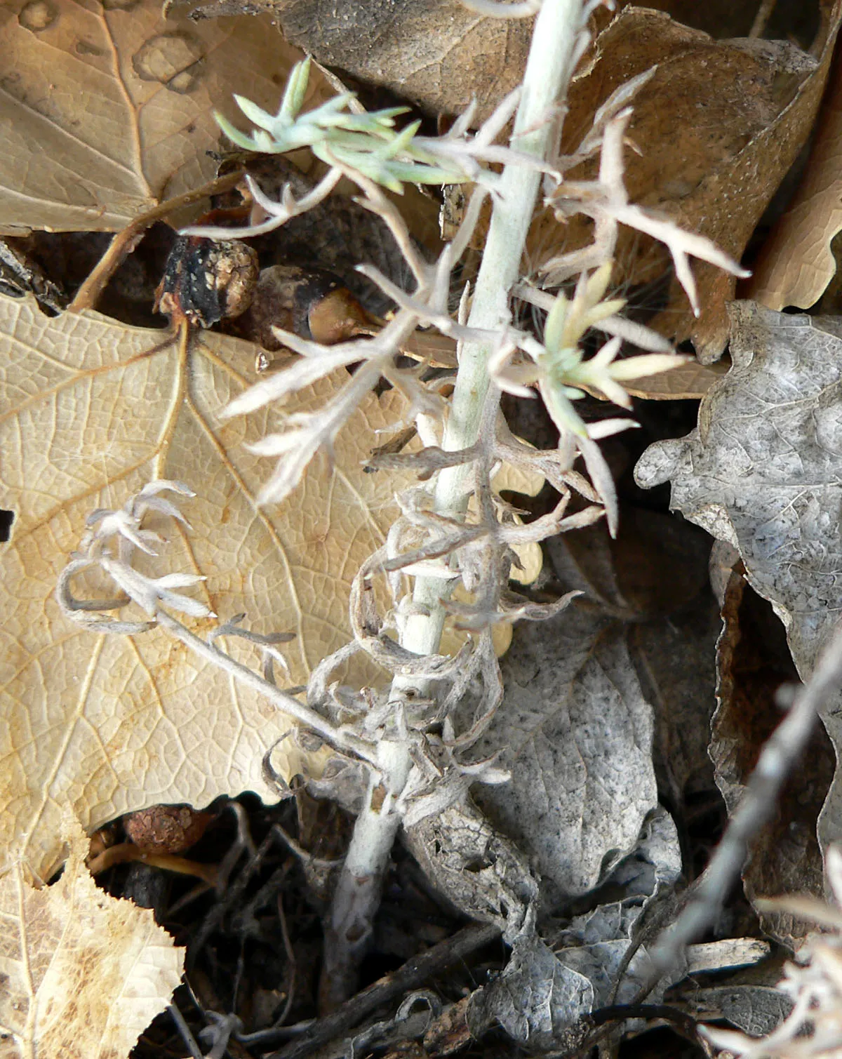 White Sagebrush (subsp. albula) — photo by Stan Shebs