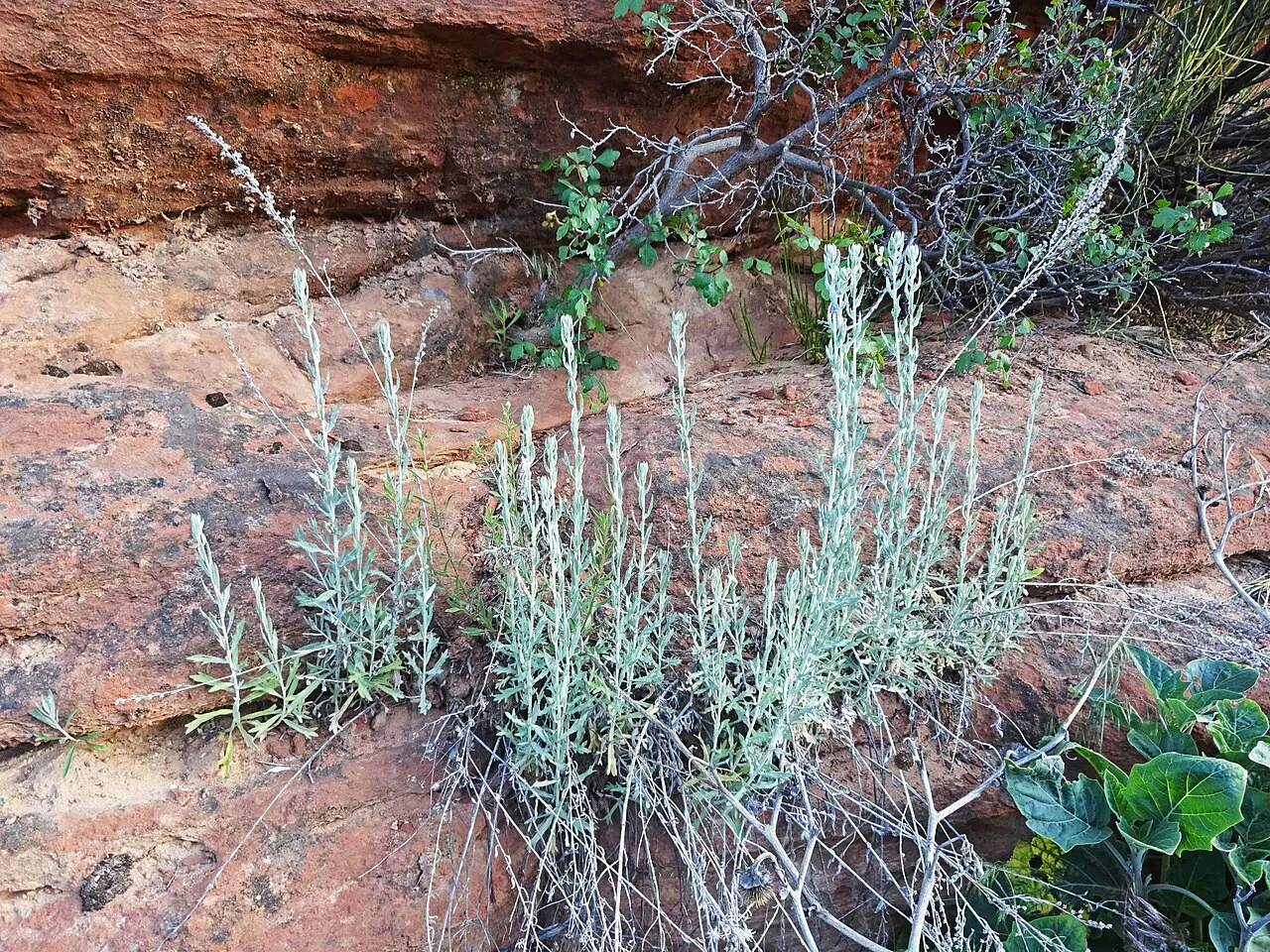 White Sagebrush (subsp. incompta) — photo by Andrey Zharkikh from Salt Lake City, USA