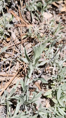 White Sagebrush