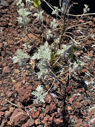 Maui Wormwood — photo by Julia Cohen
