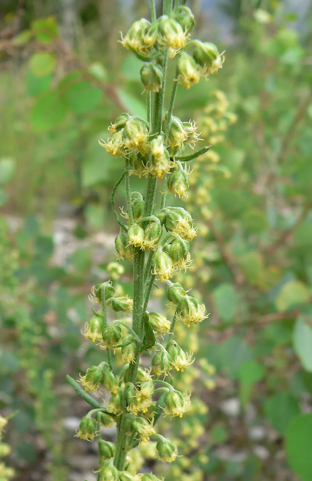 Michaux's Wormwood — photo by Stan Shebs