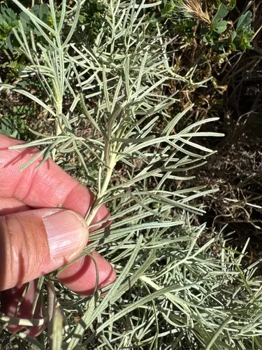 Island Sagebrush — photo by jrebman