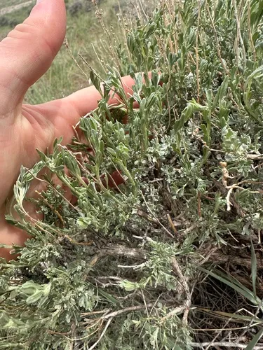 Black Sagebrush — photo by Chris F