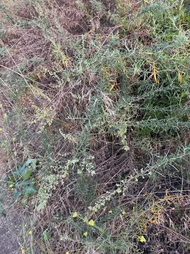 San Diego Sagewort — photo by smfang