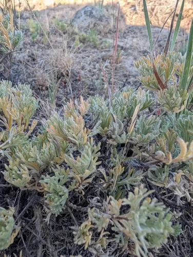 Owyhee Sage — photo by jt_rodriguez