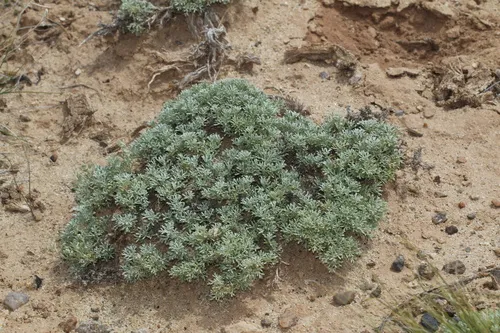 Birdfoot Sagebrush — photo by Austin Saunders