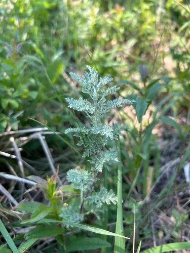 Roman Wormwood — photo by Lenka Schwabová