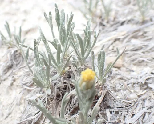 Porter's Wormwood — photo by Joseph D Kurtz