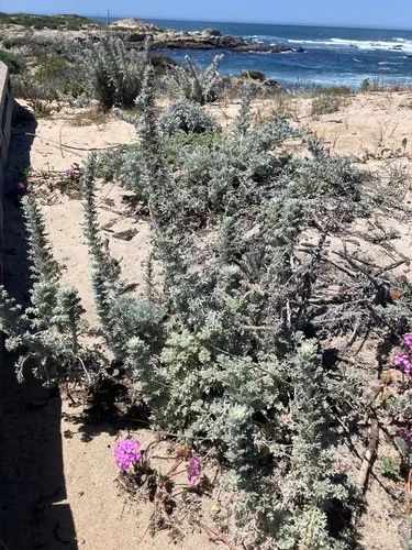 Beach Wormwood