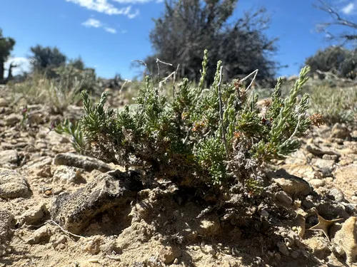 Pygmy Sagebrush — photo by Blake Ferrell