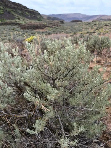 Scabland Sagebrush — photo by Sarah L Larson