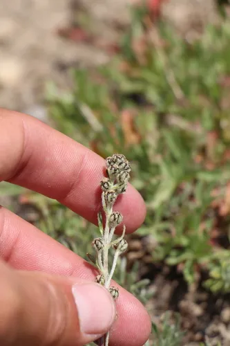 Alpine Sagebrush