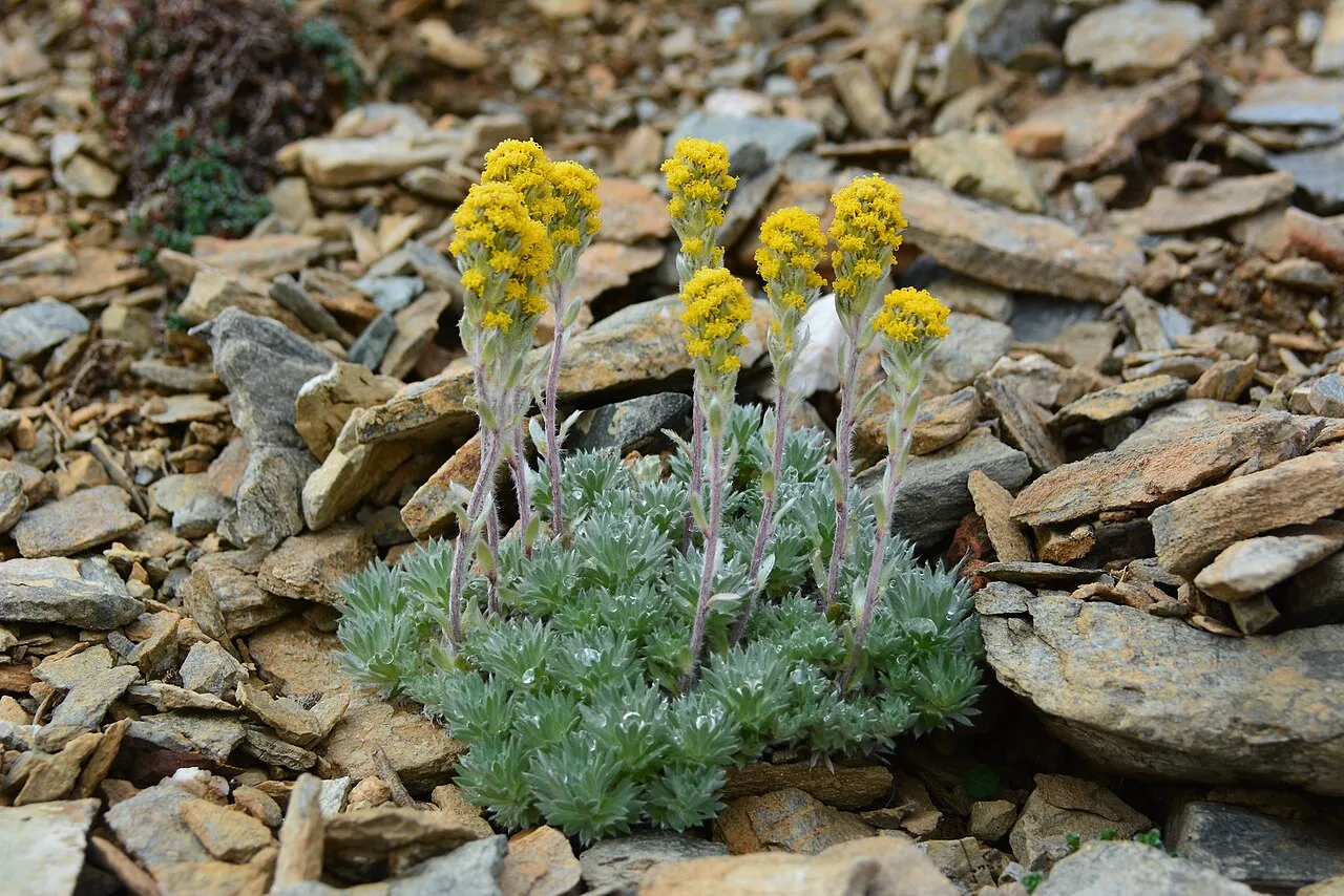 Arctic Wormwood