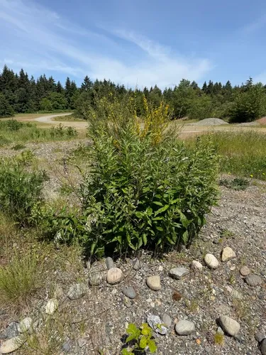 Coastal Wormwood — photo by fish_narc