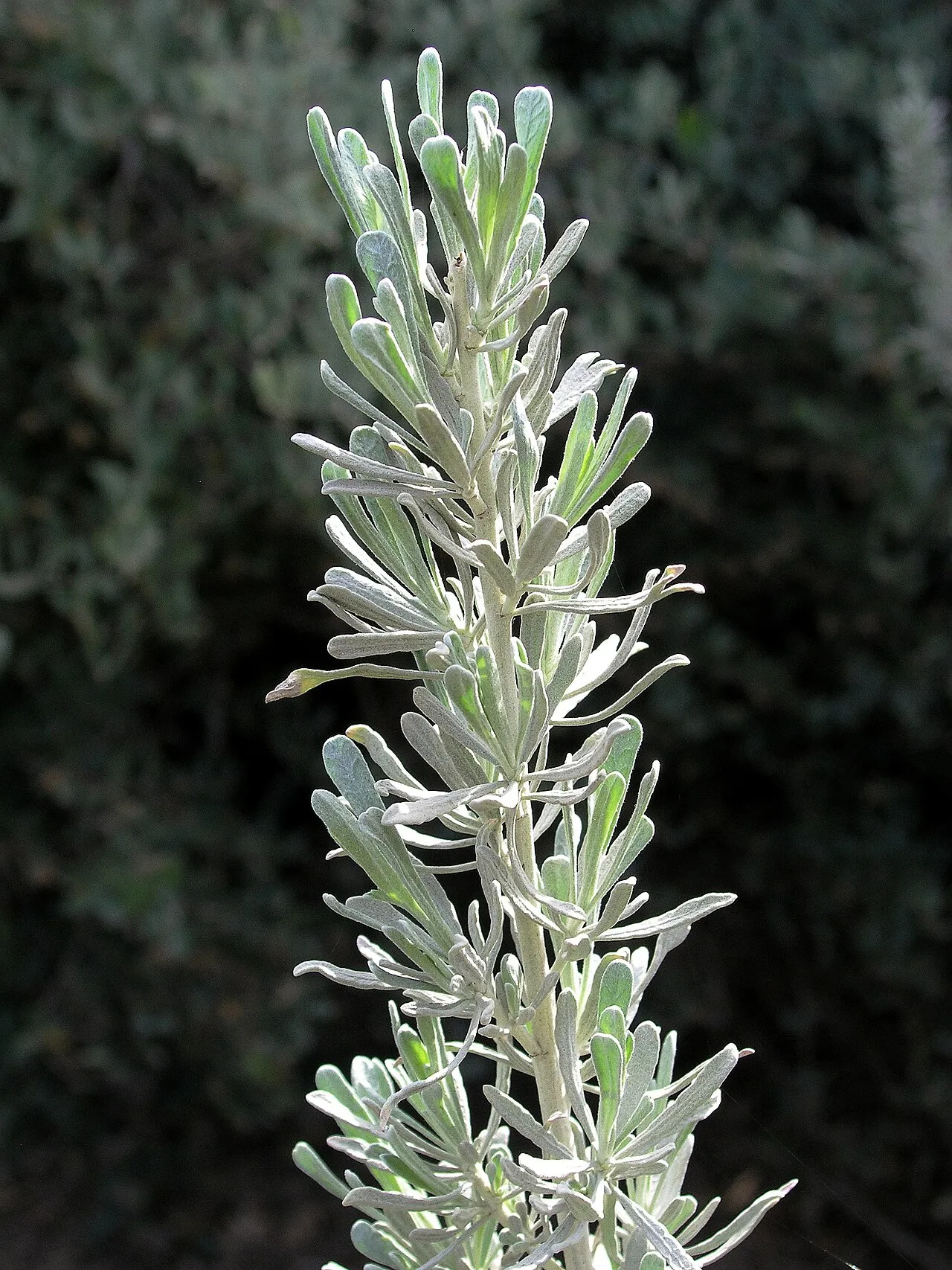 Basin Big Sagebrush (subsp. tridentata) — photo by Cliff Hutson