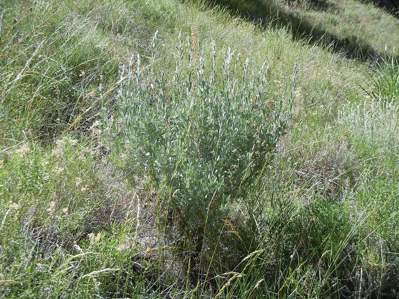 Mountain Big Sagebrush (subsp. vaseyana) — photo by Matt Lavin from Bozeman, Montana, USA