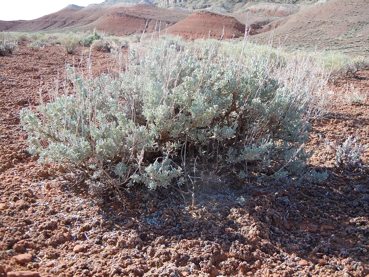 Wyoming Big Sagebrush (subsp. wyomingensis) — photo by Matt Lavin from Bozeman, Montana, USA