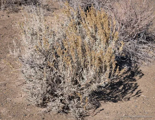 Big Sagebrush — photo by Tim Messick