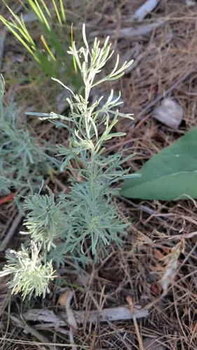 Threetip Sagebrush — photo by elizjcar