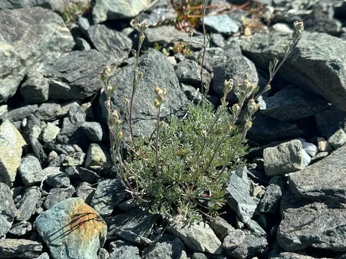 Alps Wormwood — photo by Jason Grant