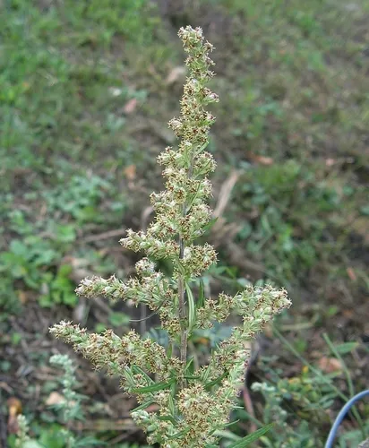 Common Wormwood — photo by Joe Bartok